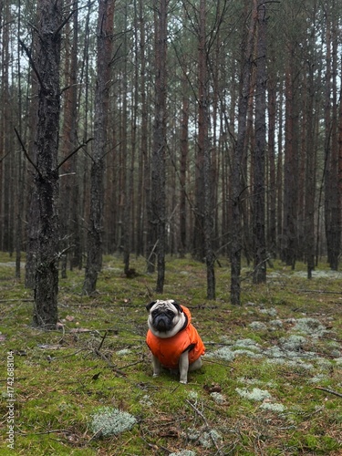Cute pug dog sitting in pine forest surrounded by trees and moss.