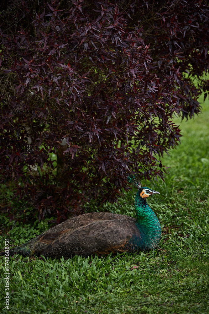 Obraz premium peacock in the park
