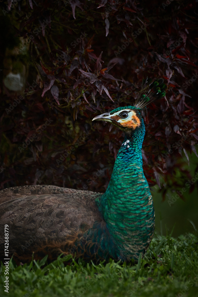 Obraz premium peacock in the park