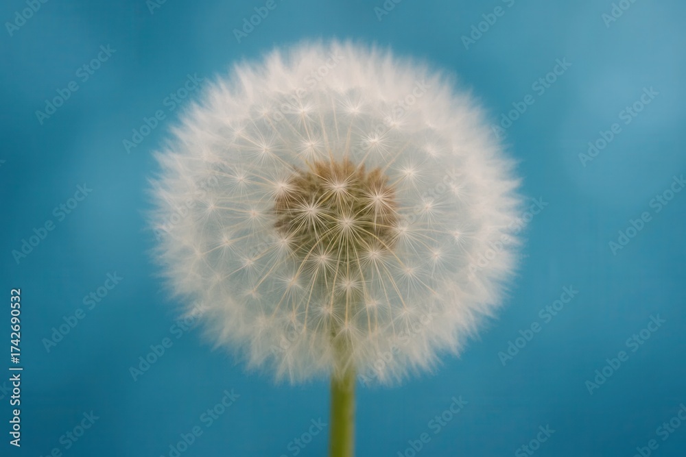 Obraz premium Latvia, Kandava, 2025-08-23, Latvijas kauss A solitary dandelion stands against the vast expanse of a clear blue sky, its white seeds whispering stories of growth and resilience