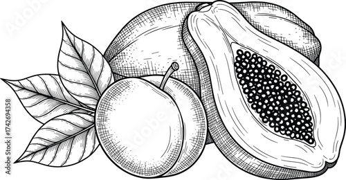 Stylized fruit illustration, papaya plum mare drawing, food and nature graphic, coordinate layoutStylized fruit illustration, papaya plum man