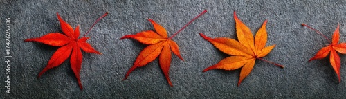Four colorful autumn leaves are beautifully arranged against a textured gray slate background showcasing nature's transition.