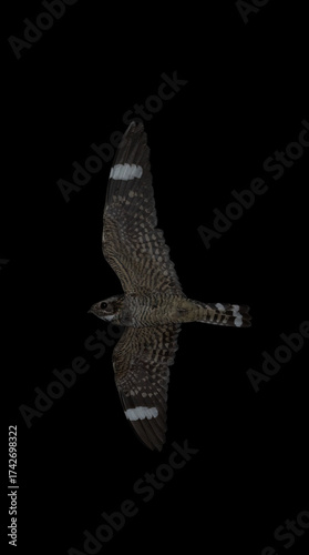 Fotografie Nightjar, common poorwill, Phalaenoptilus nuttallii, hunting, in flight, at night in Arizona