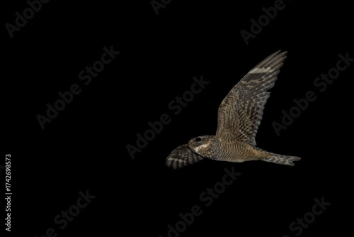 Fotografie Common poorwill, Phalaenoptilus nuttallii hunting at night in Arizona