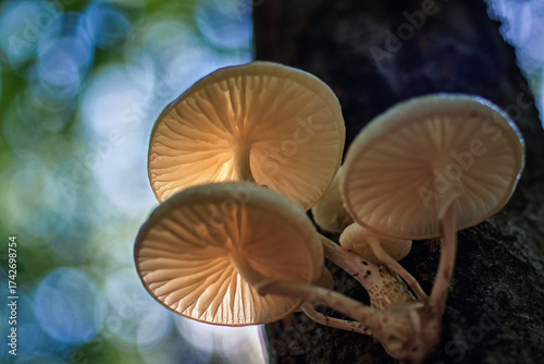 Oudemansiella mucida (porcelain fungus) close-up in forest