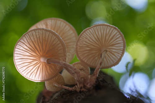 Oudemansiella mucida (porcelain fungus) close-up in forest
