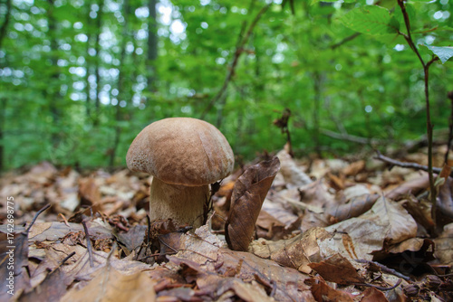 Boletus mushroom close-up in the summer forest. Delicious and nutritious edible mushroom in natural environment