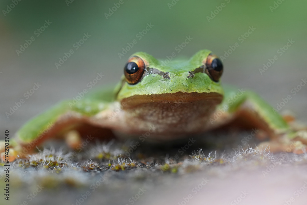 Fototapeta premium A vibrant green Pacific tree frog Pseudacris regilla sits in close-up, displaying its wet skin and reflective eyes.