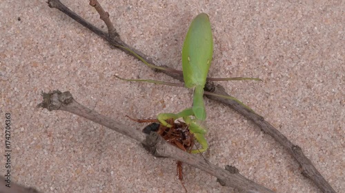 A Green Praying Mantis Actively Preying on an Insect in a Sandy Desertlike Environment