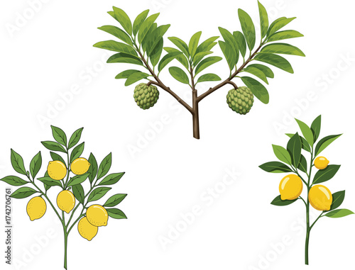 Colorful fruit bearing plant illustration with custard apple, lemon, and orange trees for botanical, educational, and natural design projects