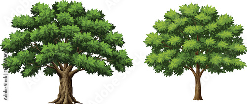 Beautiful stylized tree illustration with thick and thin trunks, dense and rounded canopies, and lush green foliage design