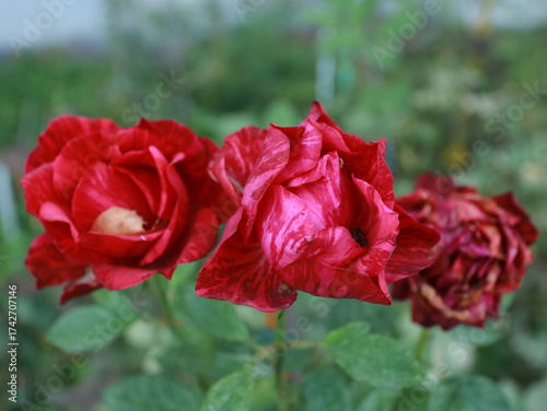Red roses blooming in a flower bed