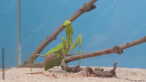 A vibrant green praying mantis thrives in its natural habitat among surrounding flora