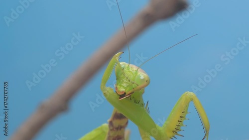 A CloseUp View of a Praying Mantis Captured in Its Natural Environment in Nature
