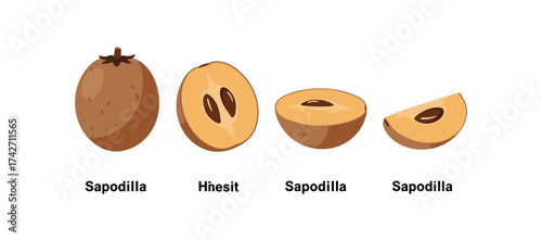 Detailed cut and whole sapodilla fruit with labels on white background