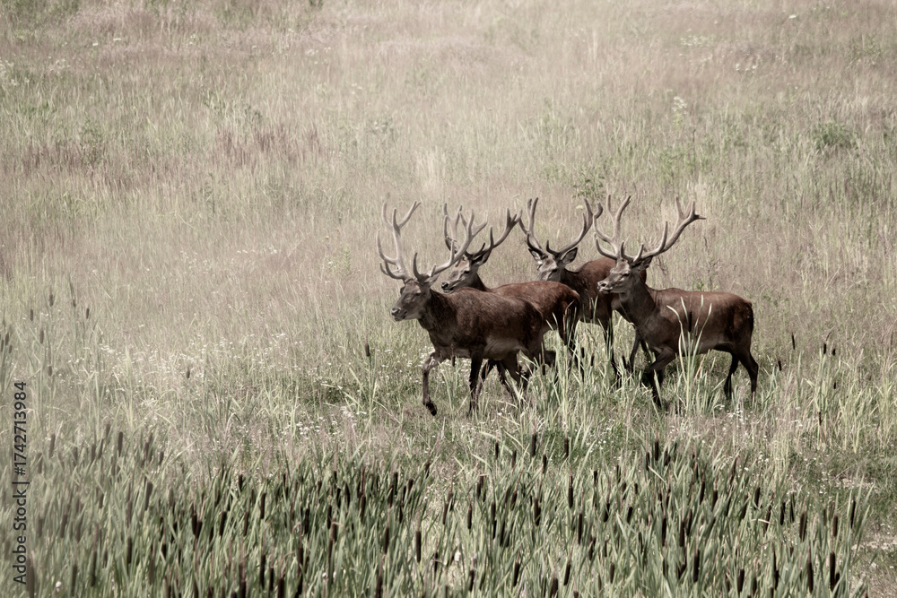 Naklejka premium stado jeleni byki poroże rykowisko, jelenie w mieście
