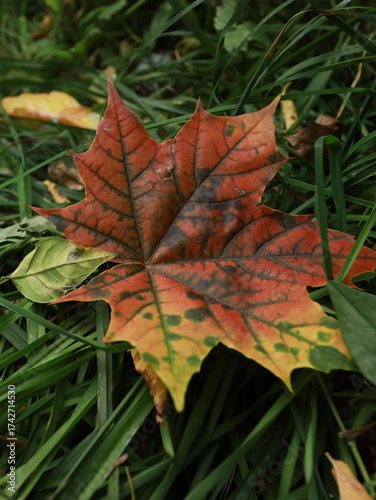 autumn maple leaves on a background of foliage and grass.