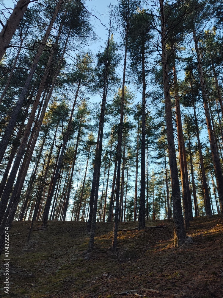 Obraz premium sunset in a pine forest
