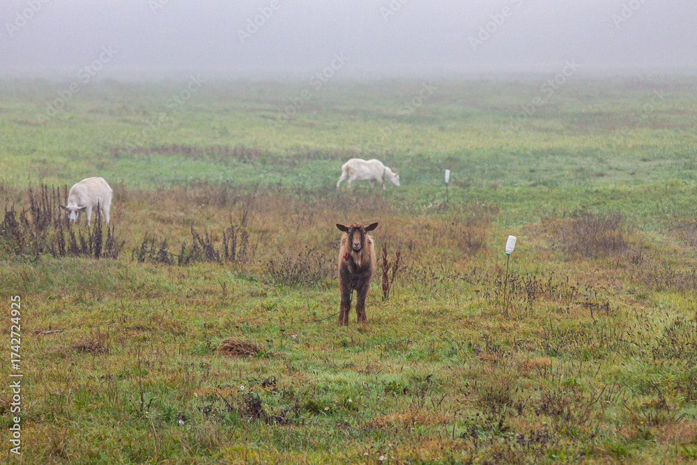 Fototapeta premium Brown Goat Staring at Camera in Foggy Pasture with Grazing Goats in Background