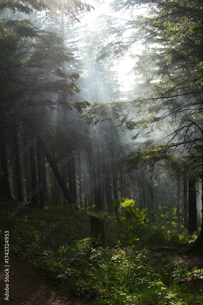 Fototapeta premium Green forest background with sunlight and trees
