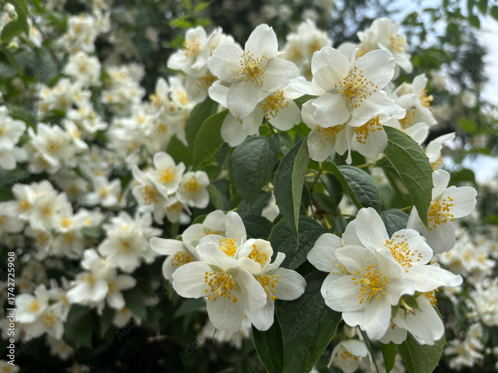 Fototapeta premium Jasmin flowers in garden. Philadelphus flowering bush closeup, mock orange fragrant blossom