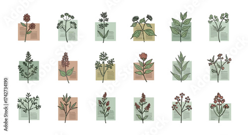 Set of minimalist hand drawn botanical plant illustrations.