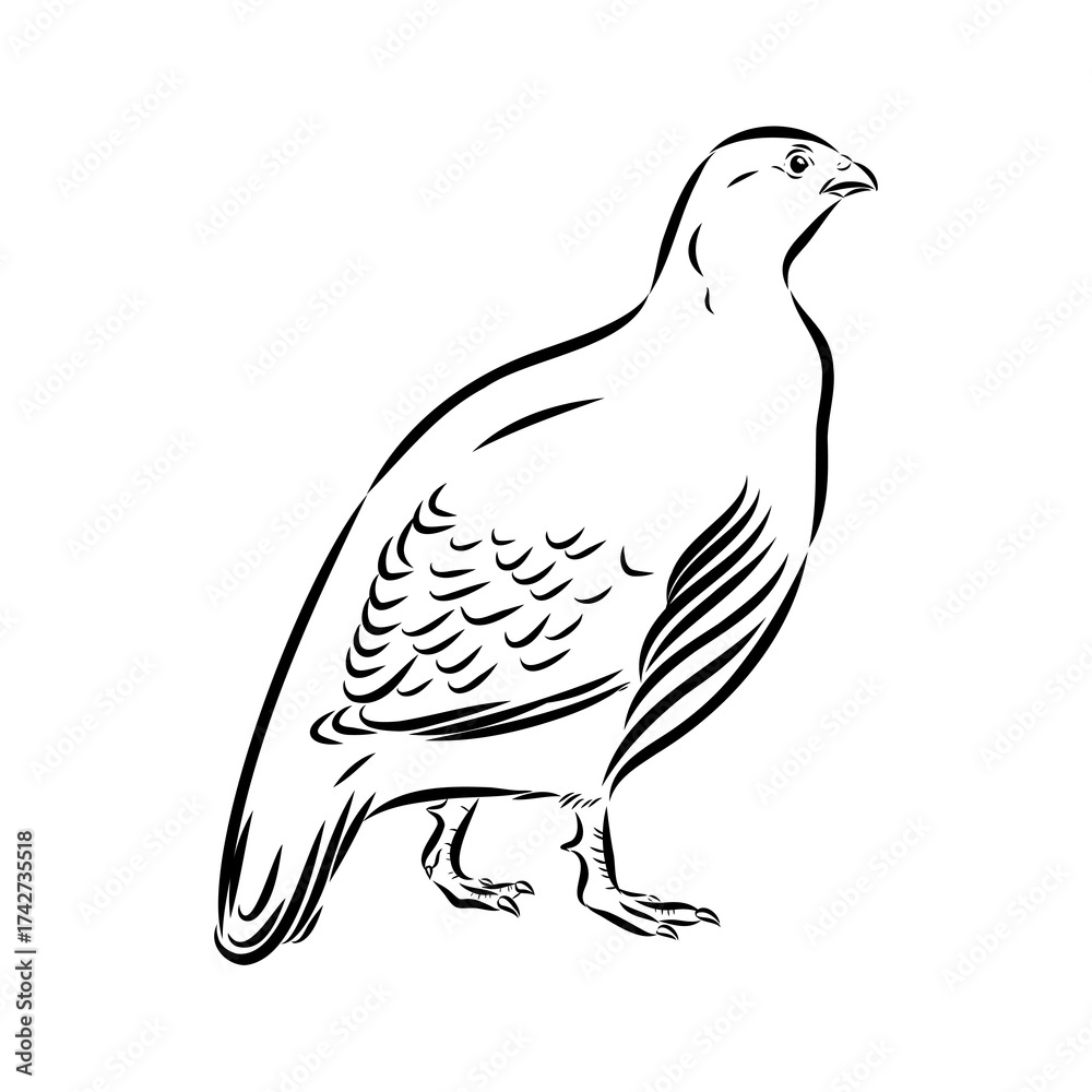 Obraz premium Ulan. bird, vector sketch