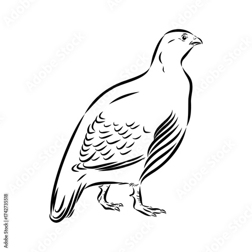 Ulan. bird, vector sketch