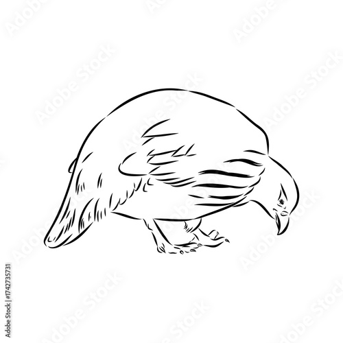 Ulan. bird, vector sketch