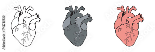 Human Heart Evolution From Outline to Anatomy Illustration in Three Stages