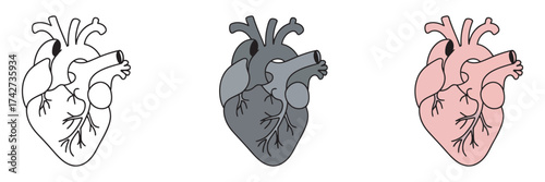 Stylized anatomical heart illustrations showcasing different fill options for medical and biological concepts. Perfect vector graphics for health-related designs and educational materials