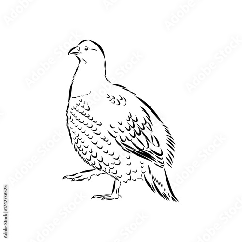 Ulan. bird, vector sketch