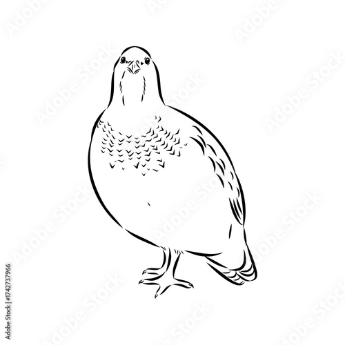 Ulan. bird, vector sketch