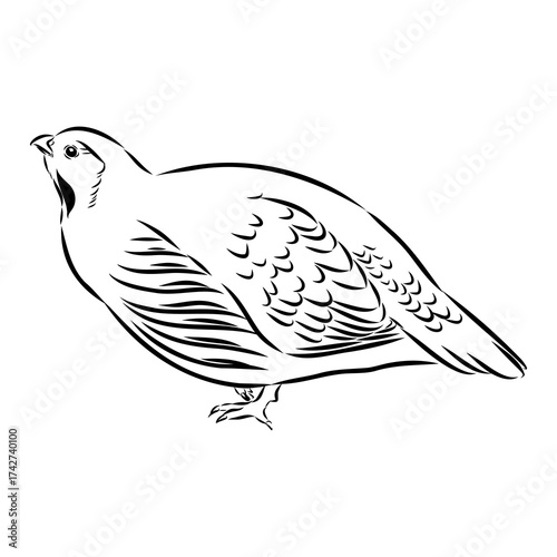 Ulan. bird, vector sketch