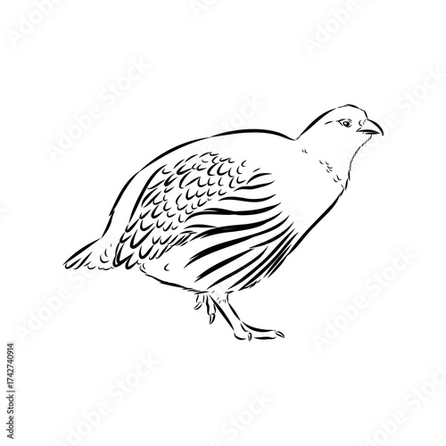 Ulan. bird, vector sketch