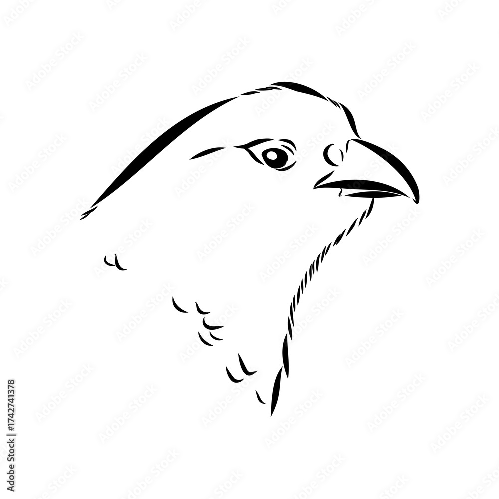 Obraz premium Ulan. bird, vector sketch