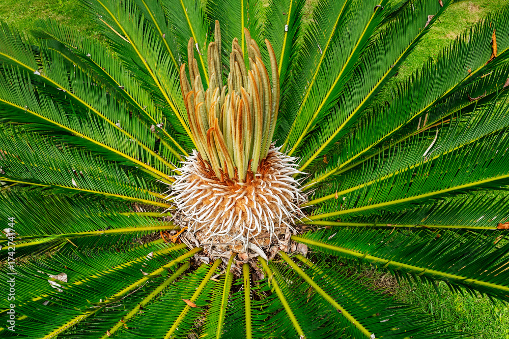 Φωτογραφία Sago Plam, Cycas revoluta, ia specie of gymnosperm in the family Cycadaceae, It is one of several species used for the production of sago, as well as an ornamental plant
