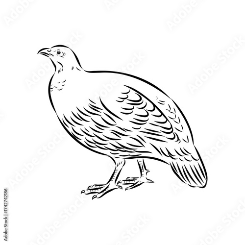 Ulan. bird, vector sketch