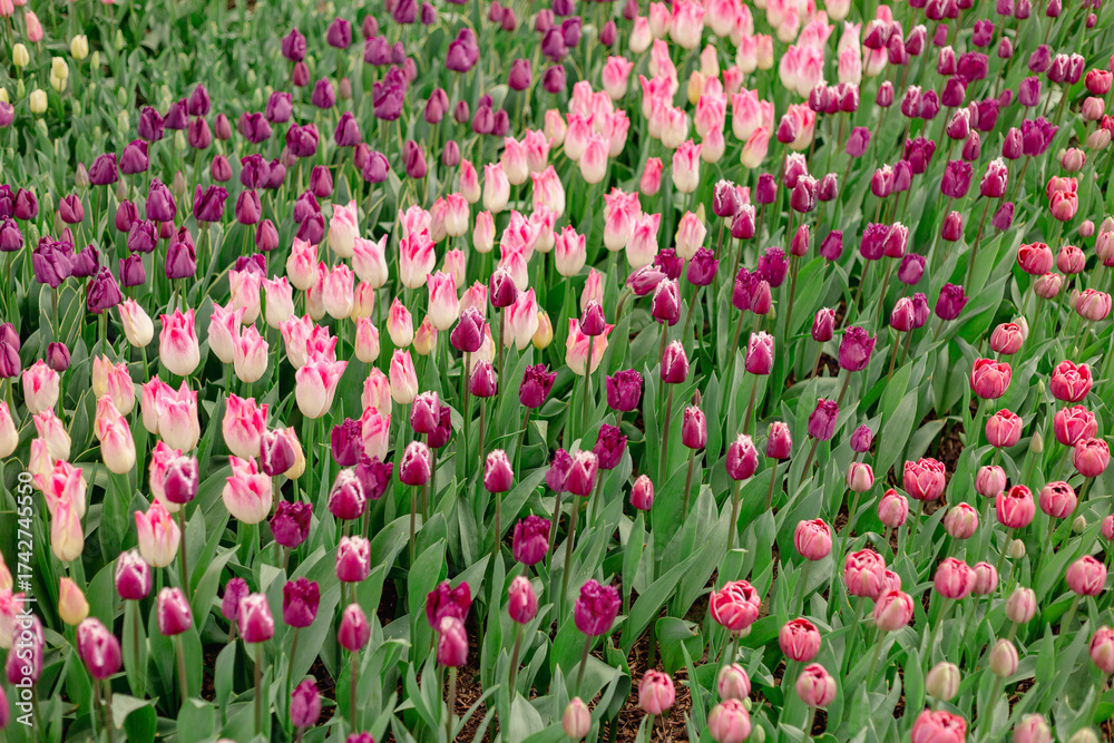 Fototapeta premium Tulips 04 
