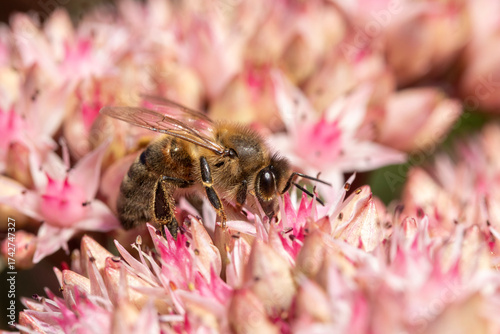 Close-up of a Honey bee on Sedum 'Matrona'