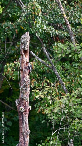 Great Spotted Woodpecker drilling hole and leaving. One Dendrocopos major on the tree.