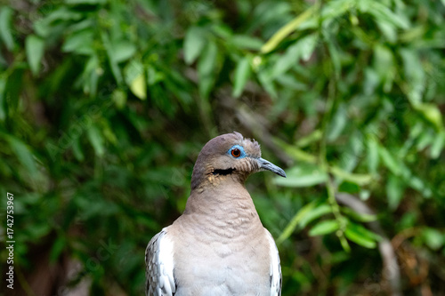 White-winged Dove in Saguaro National Park