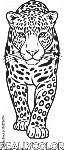 White tiger vector illustration on black with a feline predator portrait