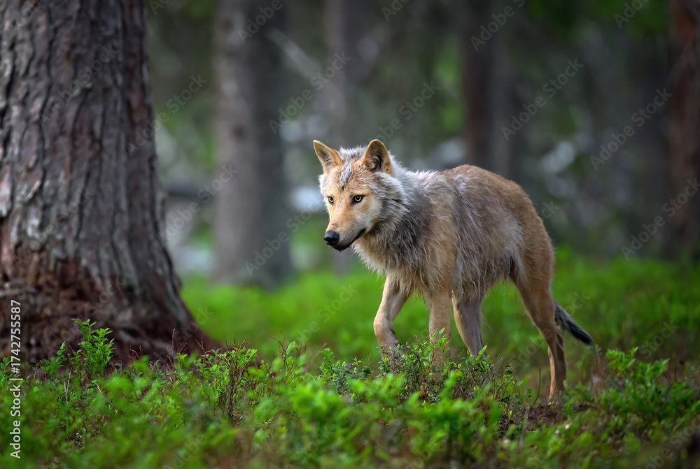 Fototapeta premium Grey wolf ( Canis lupus ) close up