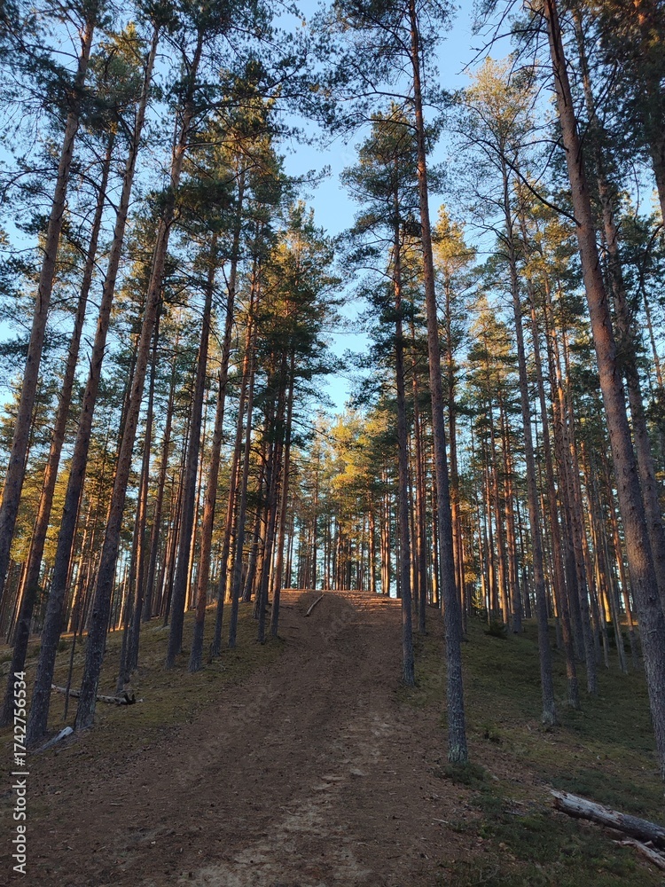 Obraz premium sunset in a pine forest