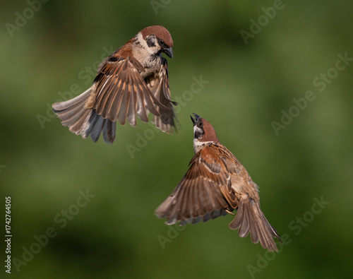 The battle of two birds sparrows flying in a summer green garden waving feath...