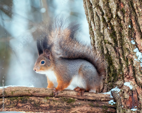 cute animal fluffy squirrel on a tree branch in a winter park stands with his...
