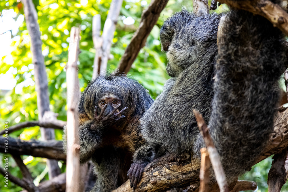 Fototapeta premium Curious Monkey Behind a Branch in the Zoo