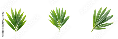 Green Palm Leaves Set. Tropical Nature And Botanical Design Collection Isolated On Transparent Background