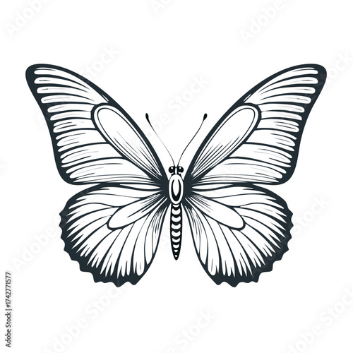 Elegant line art butterfly illustration with detailed wings and antennae